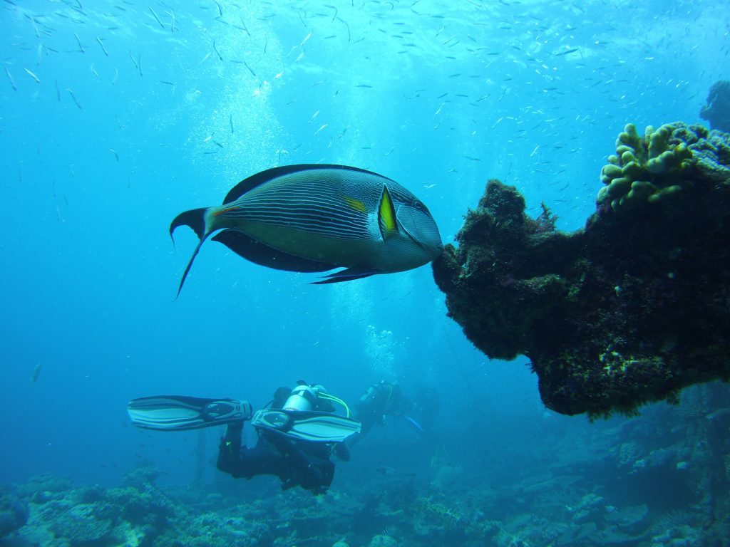 Red Sea Kingston Wreck