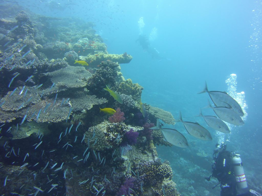 Red Sea Kingston Wreck