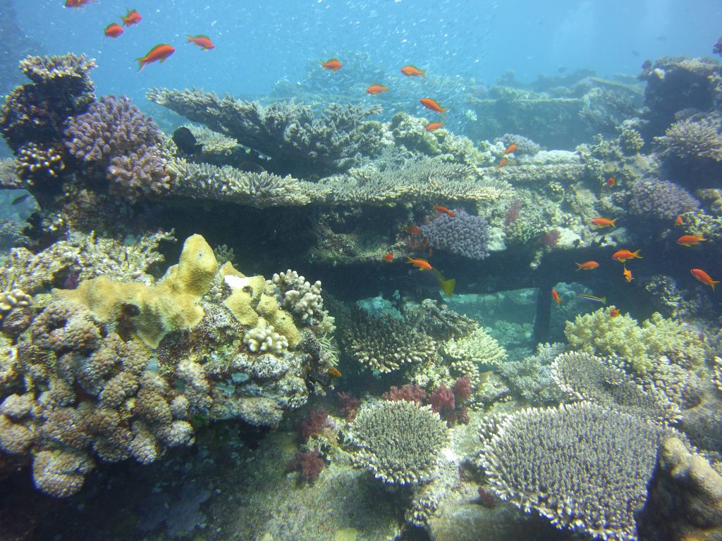 Red Sea Kingston Wreck