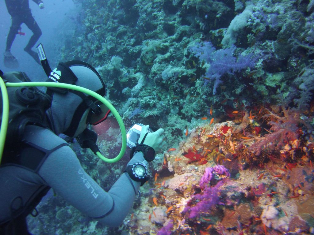Red Sea Shark and Yolanda Reef Ras Mohammed