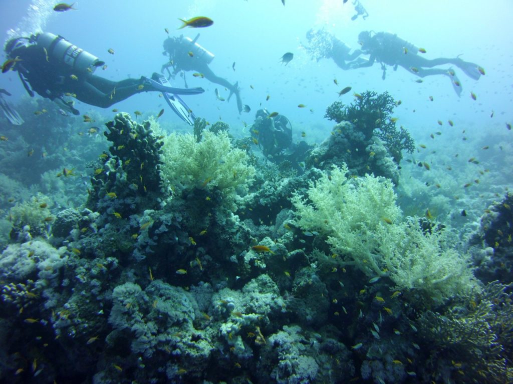 Anemone City Ras Mohammed
