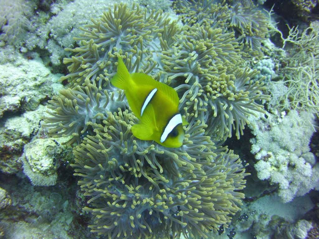 Red Sea Anemone City